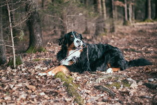 世界上最吵的狗狗，世界上最吵闹的歌