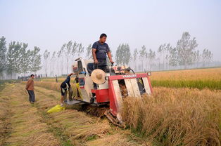 铁锹十大排行榜,铁锹十大排名榜
