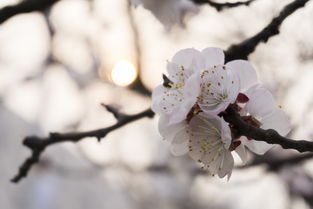 中国最擅长画荷花的是谁，中国最擅长画荷花